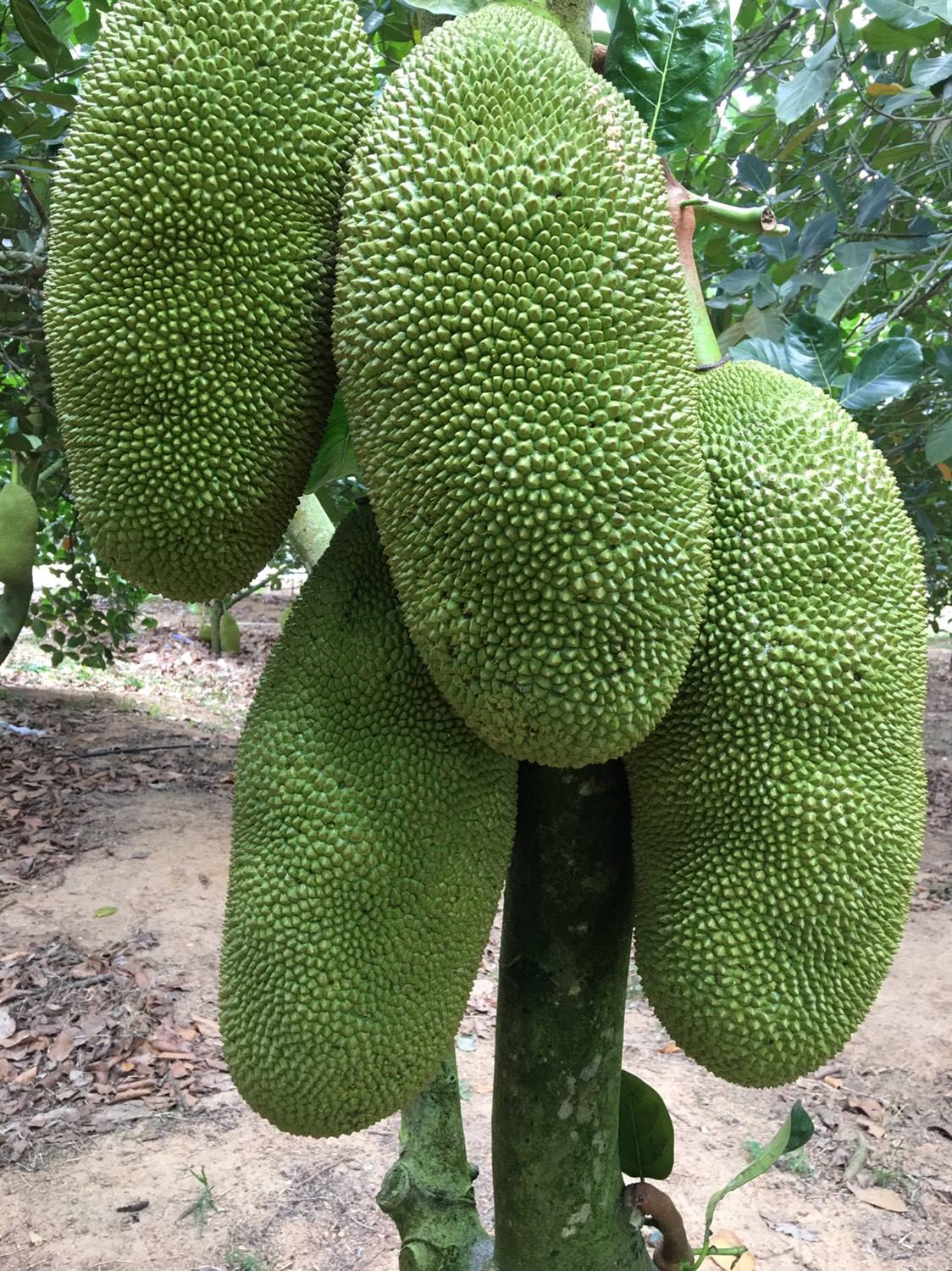 菠萝蜜品种,菠萝蜜种植方法
