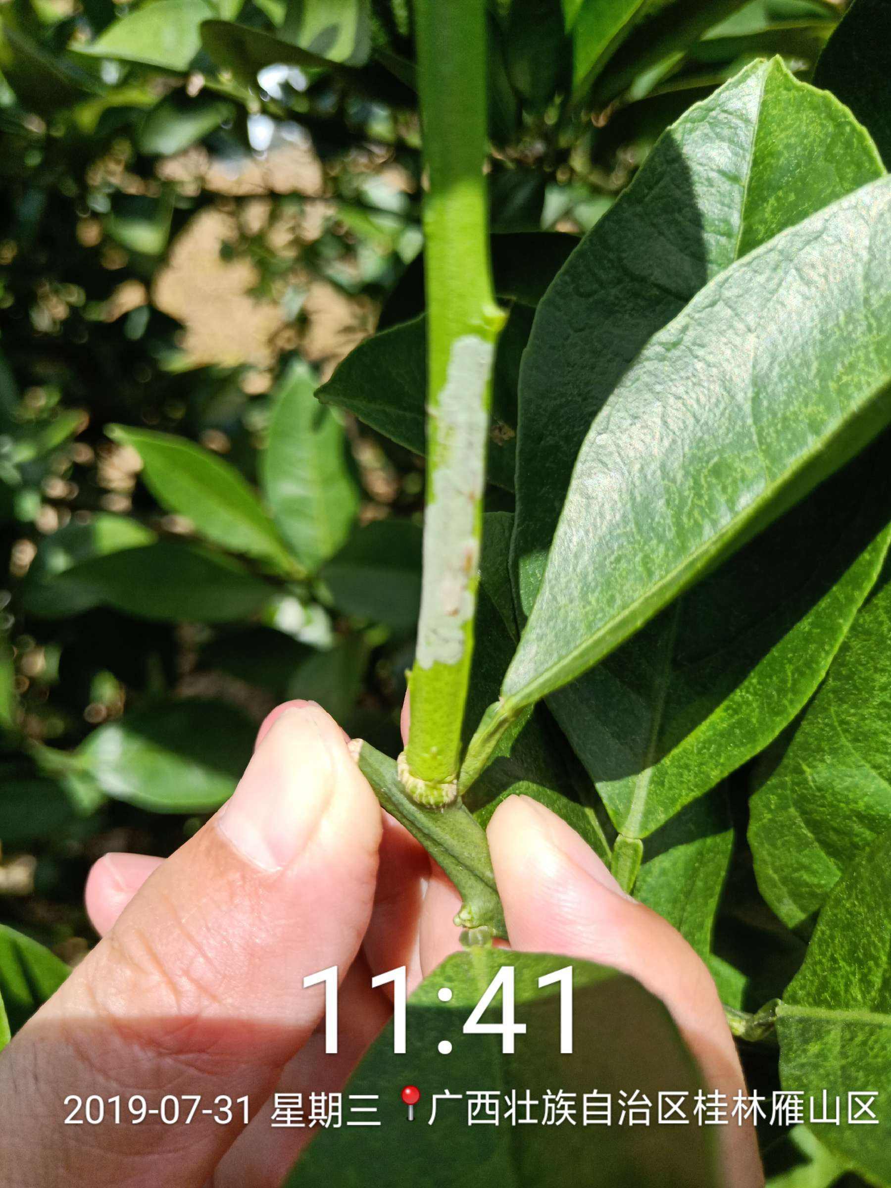 沃柑环割落叶,柑橘环割过重如何恢复