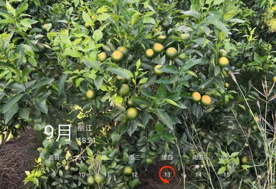 沃柑保果技术,沃柑保花保果施肥技术