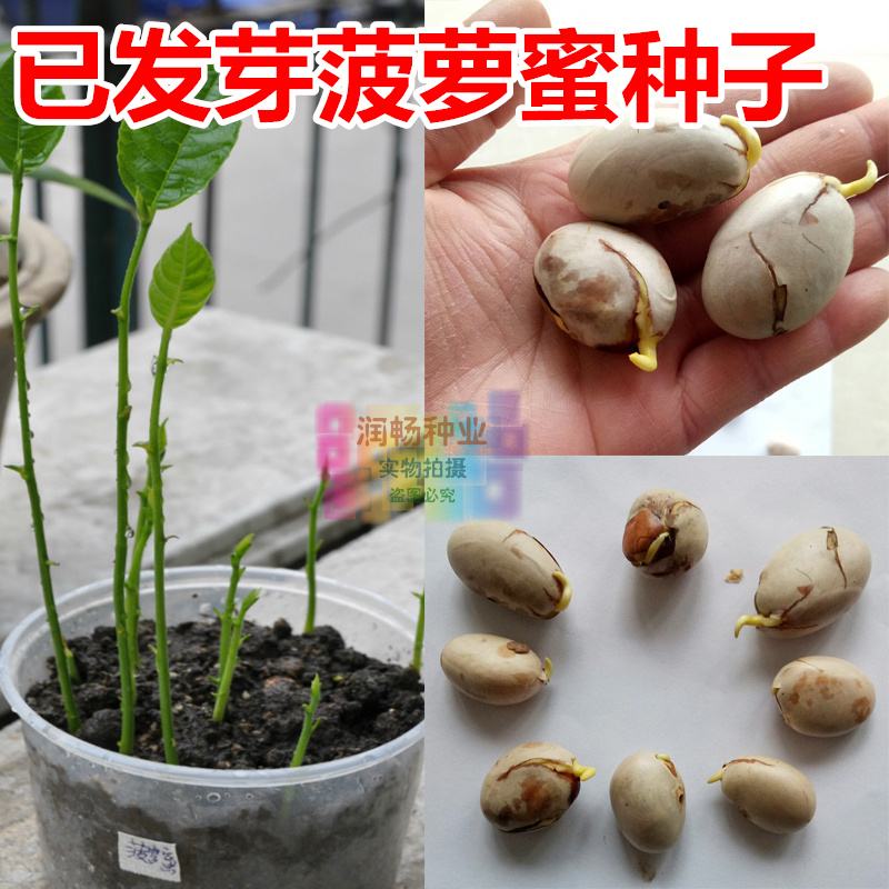菠萝蜜籽,女人吃菠萝蜜的好处
