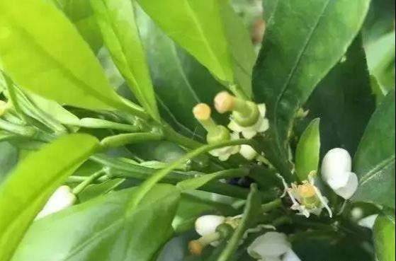 砂糖橘花,砂糖橘为什么叫砂糖