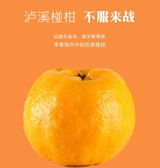 椪柑砂糖橘,椪柑是什么杂交的