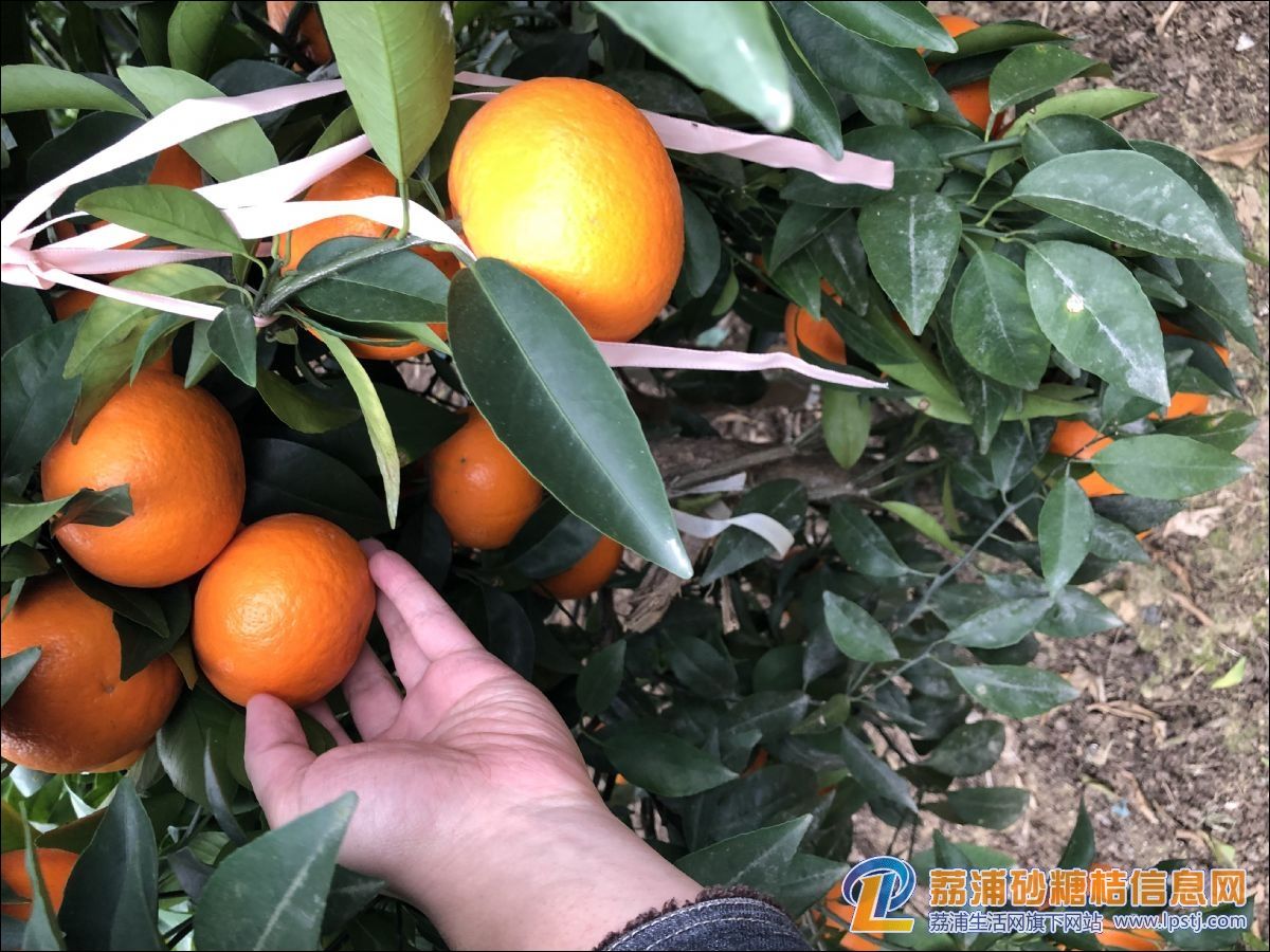 沃柑亩产,沃柑苗091价格表
