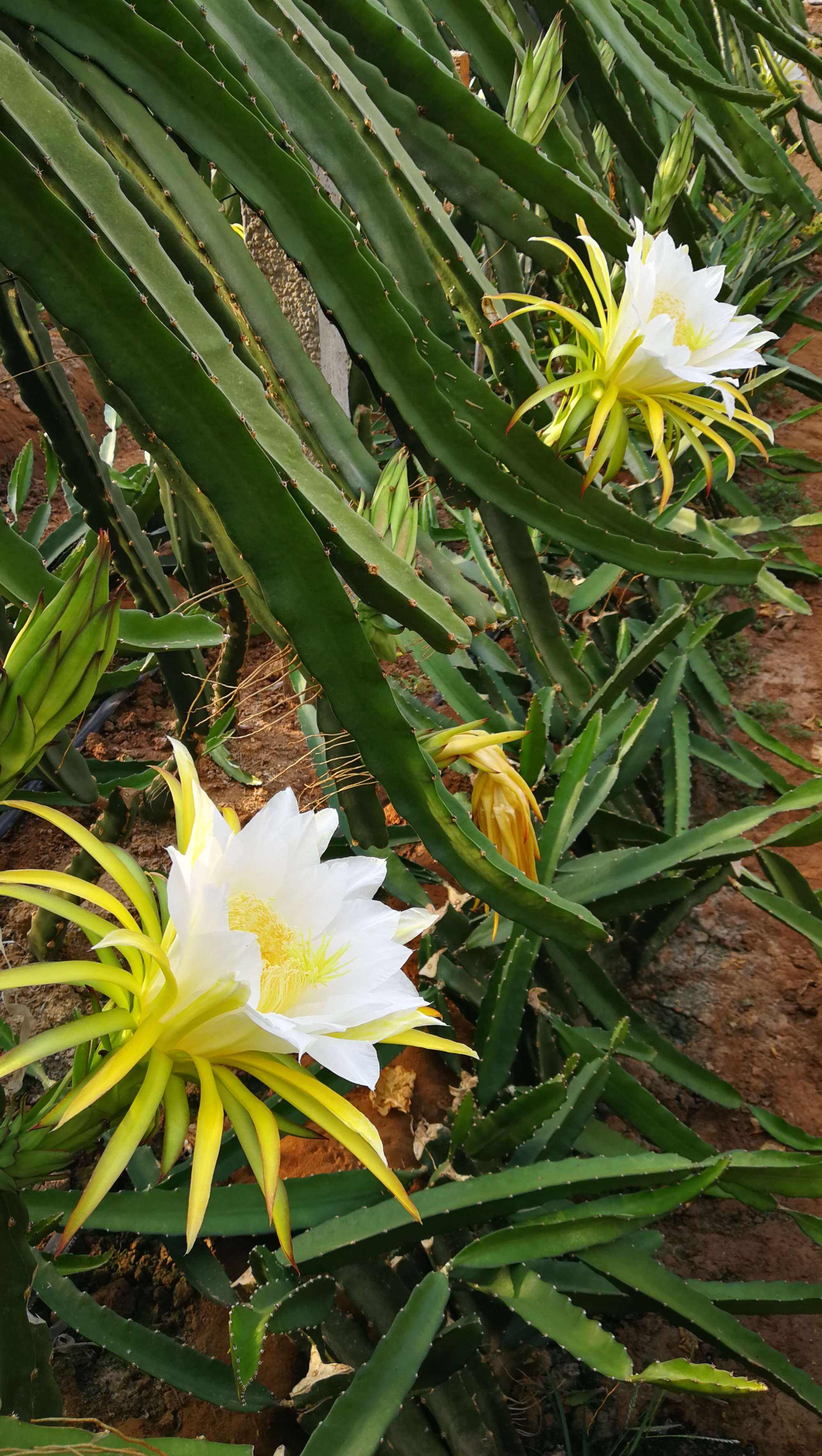 火龙果开花,火龙果几年开花