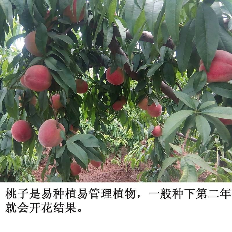 水果种植新品种,爬藤水果苗有哪些