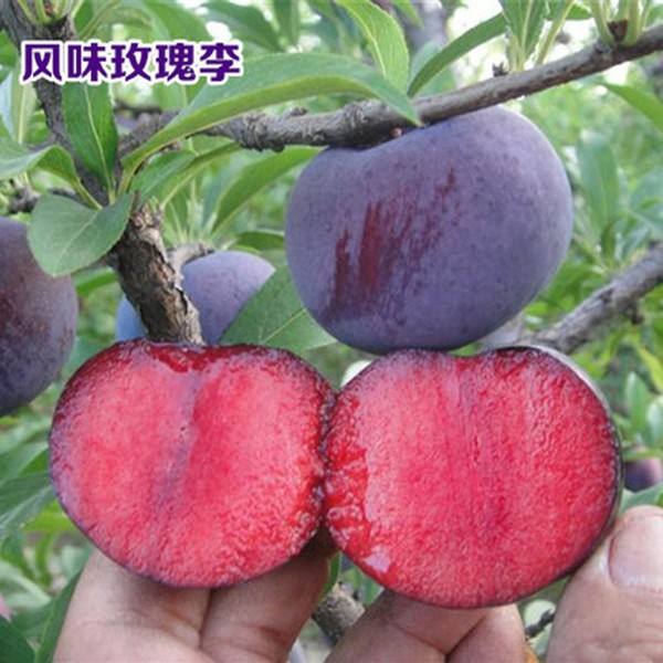 水果李的种类,水果青李子图片