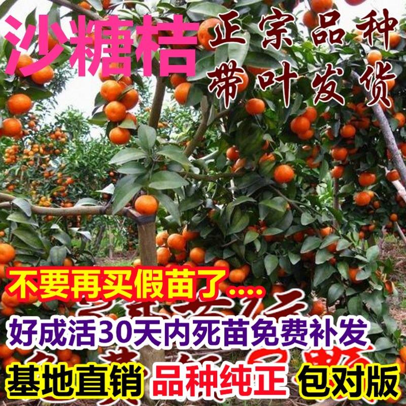 砂糖橘园转让,沙县小吃转让盘店网