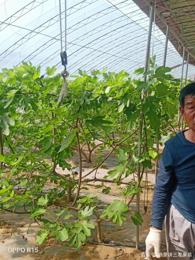 温室大棚如何种植水果,北方温室大棚种植什么最赚钱
