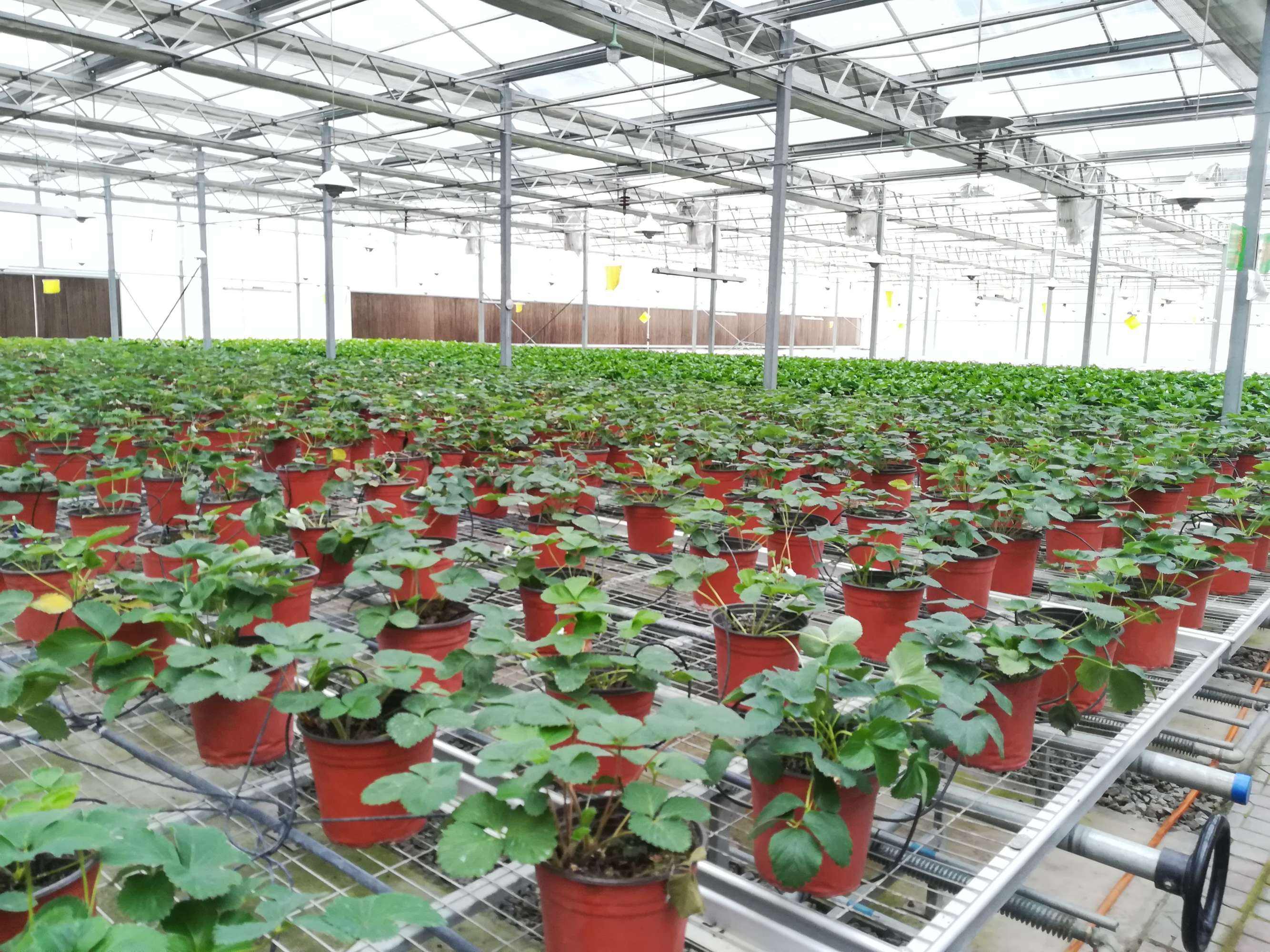 温室大棚如何种植水果,北方温室大棚种植什么最赚钱