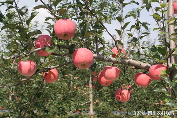 关于川西地区适合种植什么水果的信息