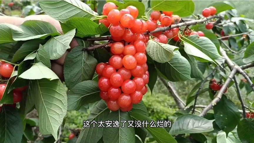 关于川西地区适合种植什么水果的信息