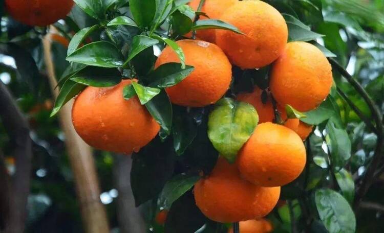 沃柑项目介绍,091沃柑最新消息