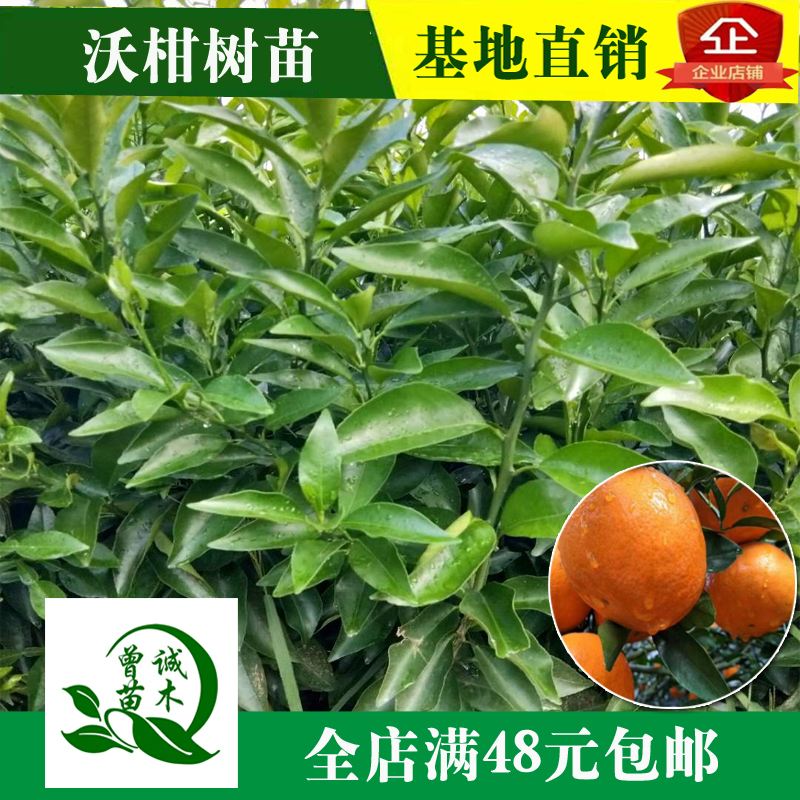 小叶香橙沃柑,香橙沃柑需要环割吗