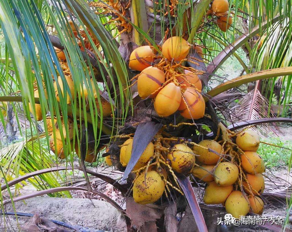 海南最便宜的水果种类,海南最名贵的20种水果