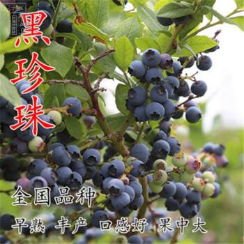 家里种植水果,什么水果适合在家生着