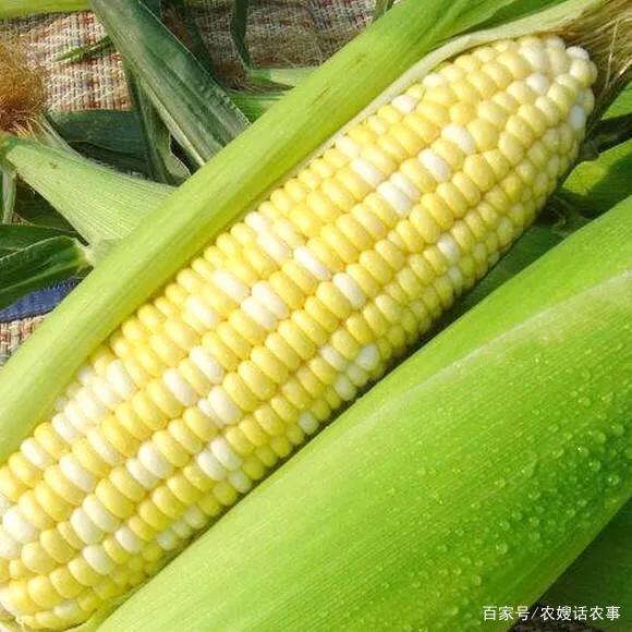 怎样种植水果玉米的简单介绍