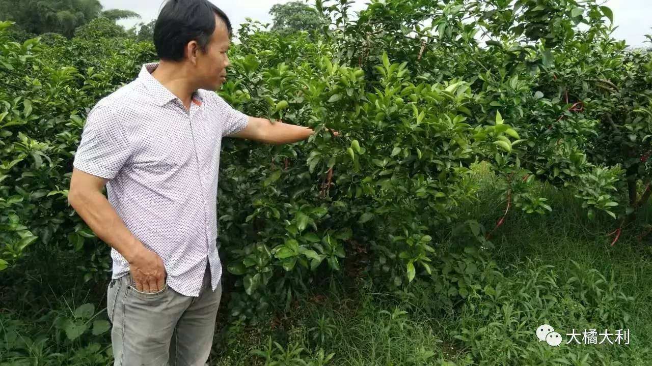 砂糖橘育苗,沙糖桔为什么叫夺命桔