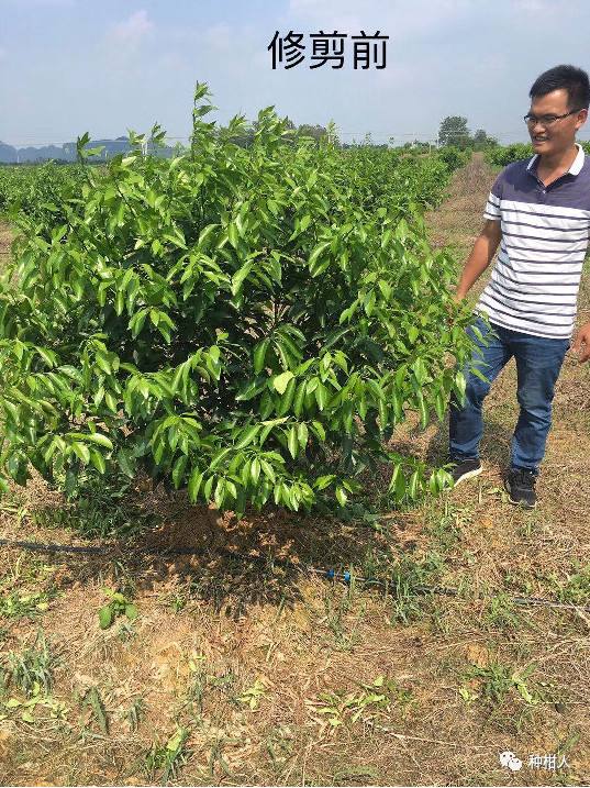 沃柑种植技术要点,无核沃柑苗多少钱一棵