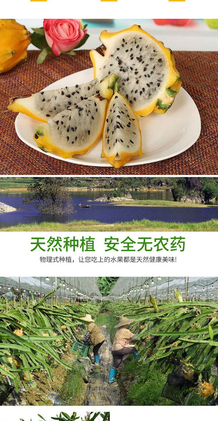 关于黄色火龙果的信息