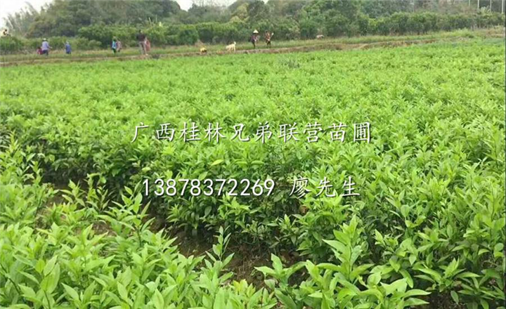 沃柑苗木,沃柑树苗批发
