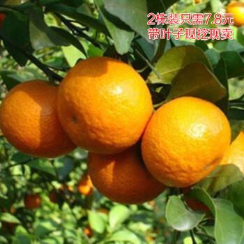 沃柑苗木,沃柑树苗批发