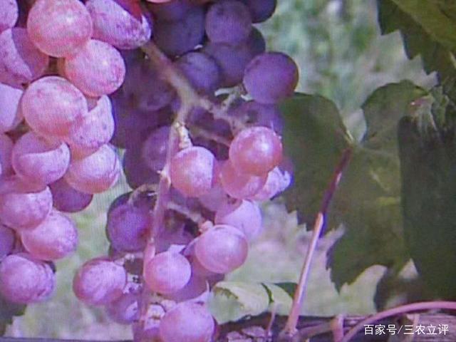关于紫色的水果有什么好处的信息