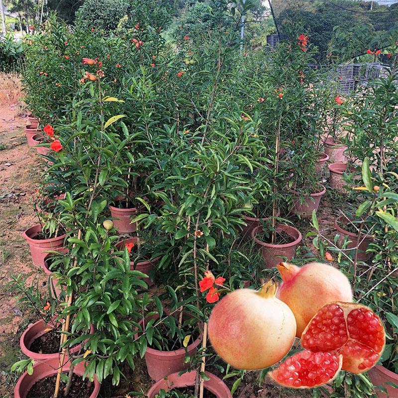大型水果盆景种植基地的简单介绍
