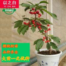 大型水果盆景种植基地的简单介绍