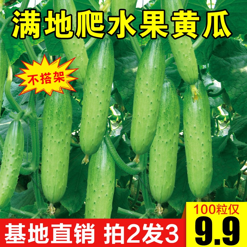 水果黄瓜如何种植,荷兰水果黄瓜的种植