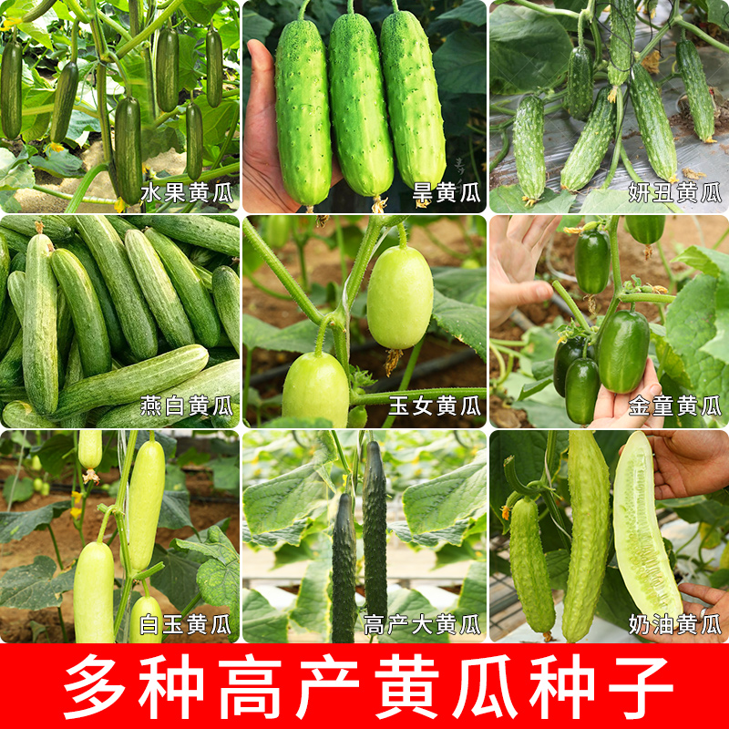 水果黄瓜如何种植,荷兰水果黄瓜的种植