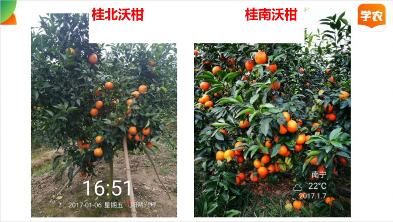 沃柑的选法,沃柑是甜的还是酸的