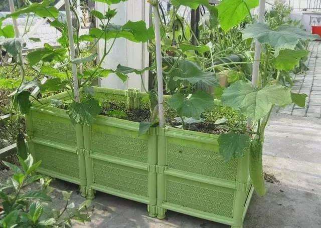 包含水果黄瓜阳台种植方法的词条