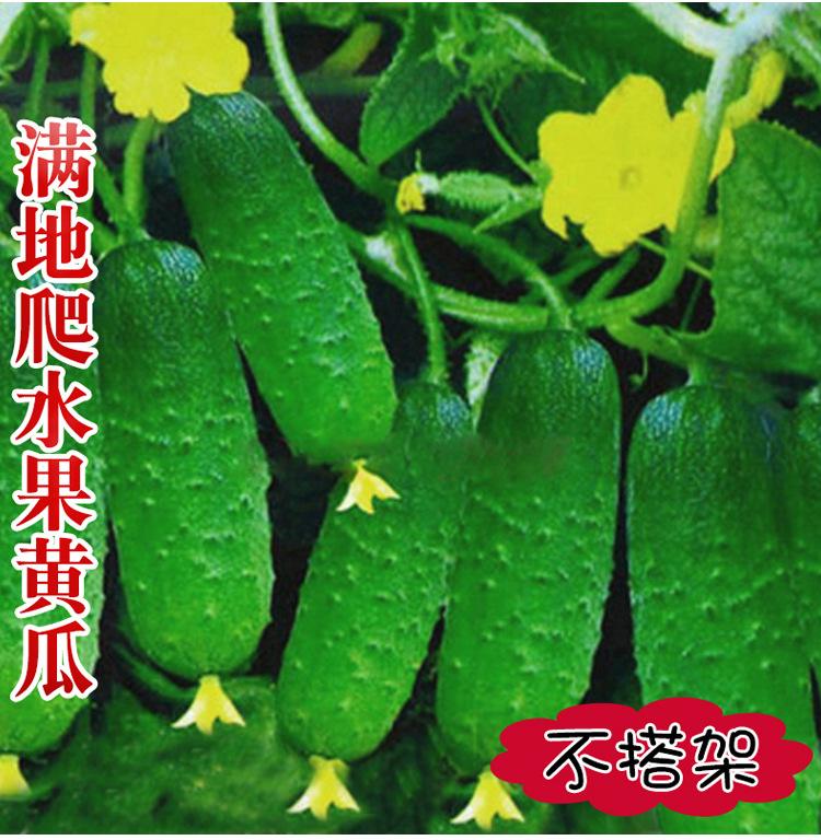 包含水果黄瓜阳台种植方法的词条