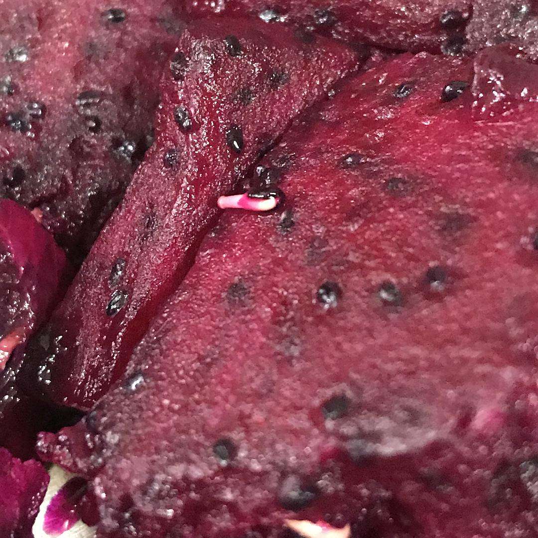火龙果虫子,火龙果里吃出白虫子有事吗