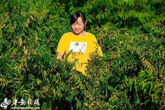 附近水果种植基地,新鲜绿色水果种植基地