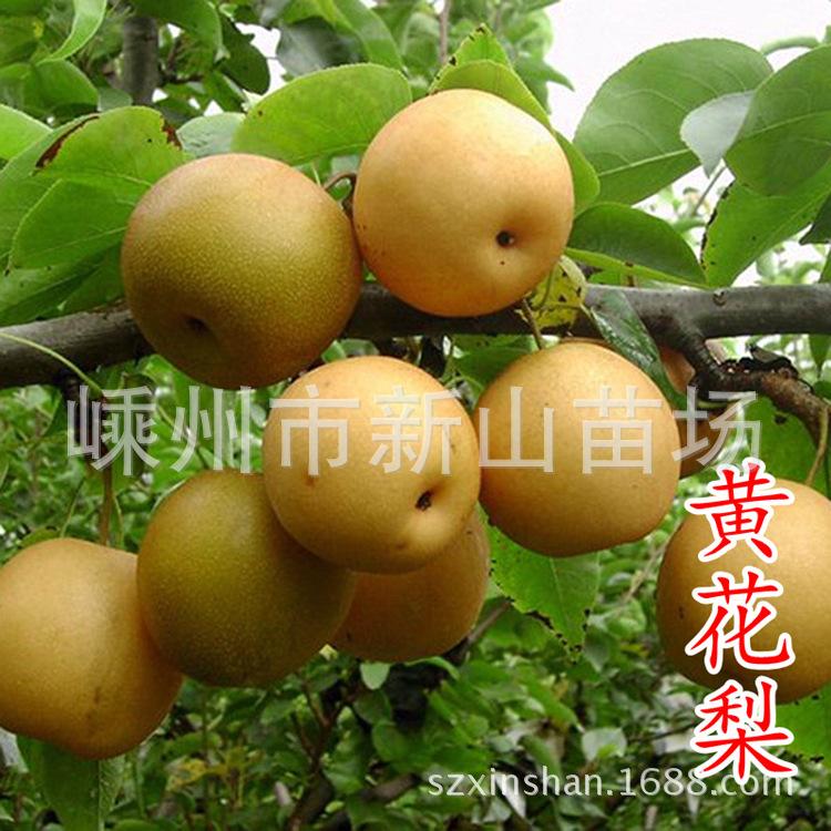 黄花梨水果种植技术,网上哪里可以买黄花梨