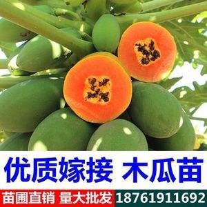 南方水果北方能种植吗,北方耐寒果树56个品种
