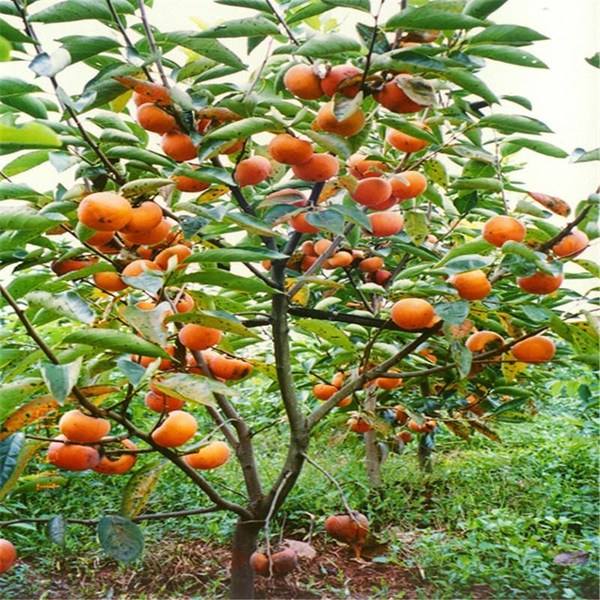 南方水果北方能种植吗,北方耐寒果树56个品种