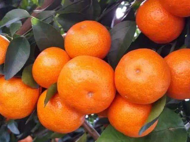 砂糖橘酒精,砂糖橘图片真实图片