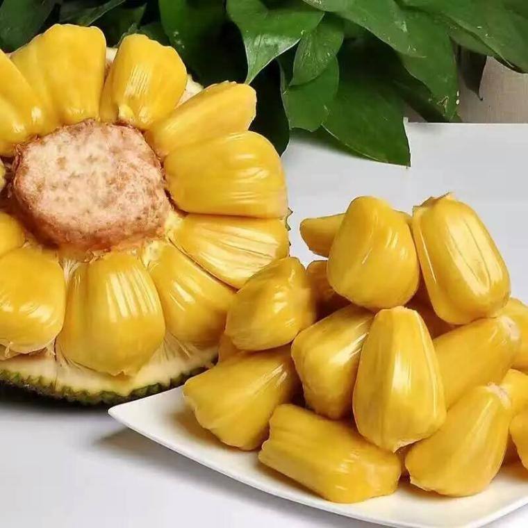 菠萝蜜与榴莲,榴莲和菠萝蜜是一个科的吗