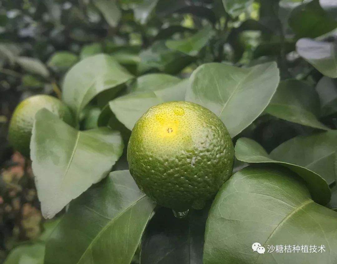 酒精喷砂糖橘,桔子用什么药水泡会变得更甜