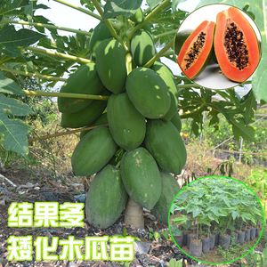 包含水果木瓜种植效益的词条
