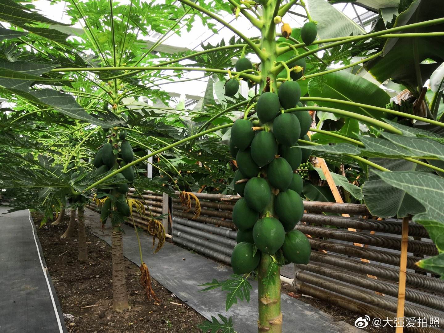 热带水果大棚种植,温室大棚种植热带水果