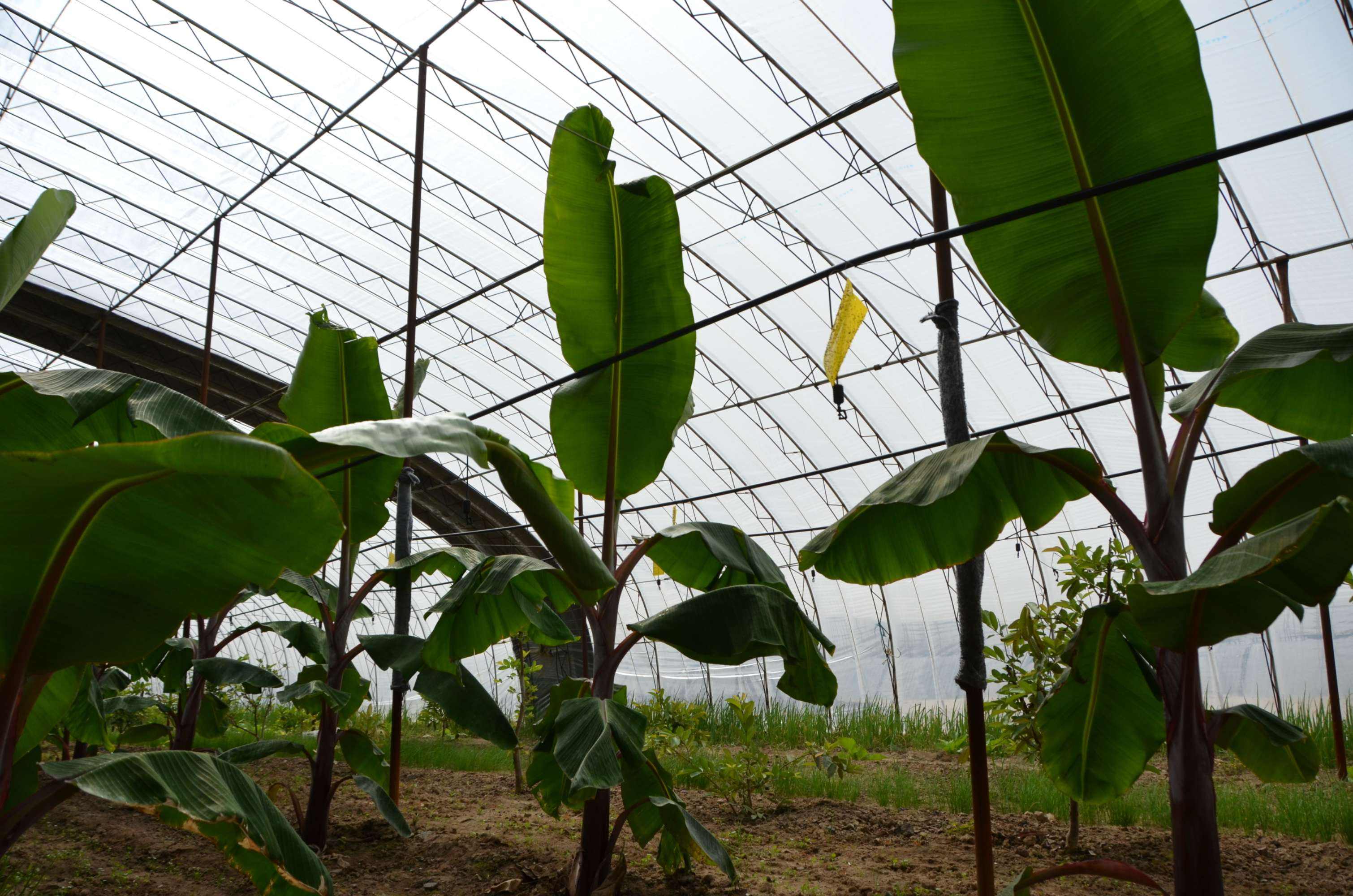 热带水果大棚种植,温室大棚种植热带水果