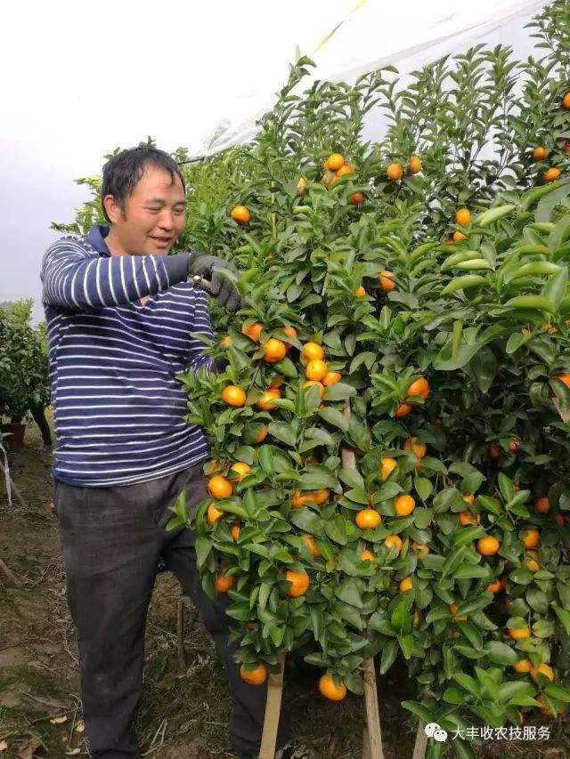 砂糖橘的管理,砂糖桔冬季管理