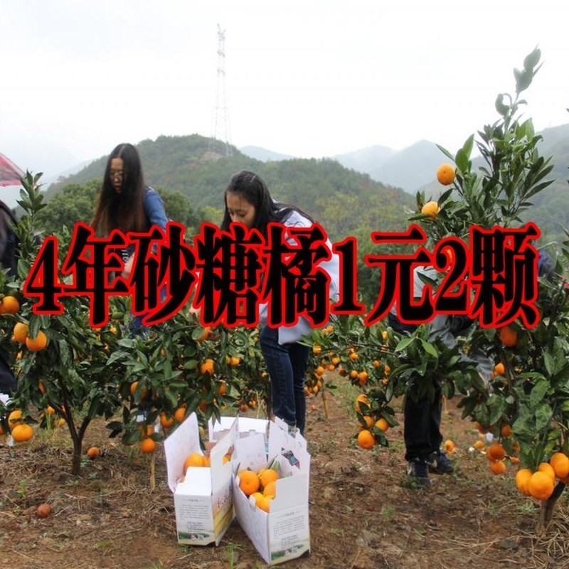 花盆种砂糖橘,沙糖桔室内盆栽可以吗