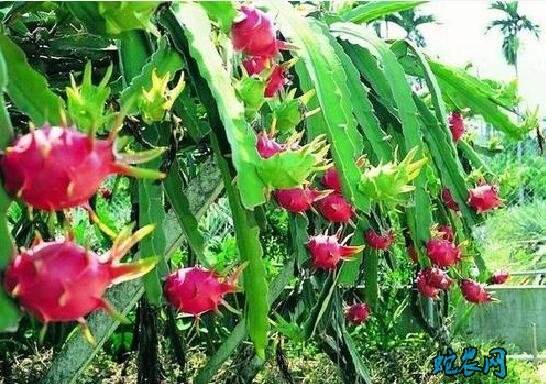 火龙果成熟时间,6月水果有哪些应季