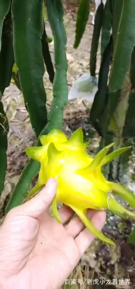 火龙果成熟时间,6月水果有哪些应季