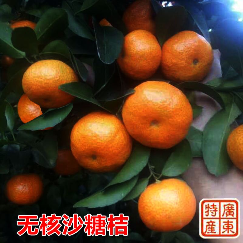 砂糖橘哪进货,砂糖橘还是沙糖桔