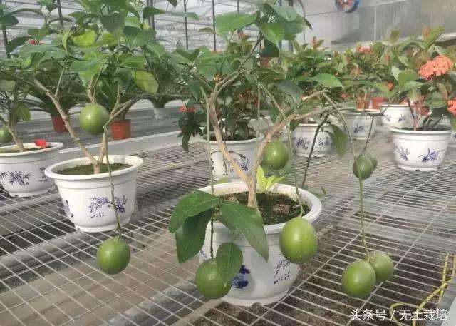 水果盆景种类,果蔬盆栽市场分析